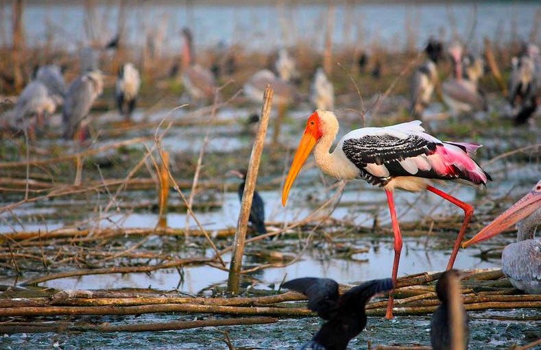 Oussudu Bird Sanctuary, Puducherry, Puducherry - Vushii.com